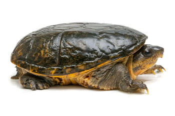 <ul><li><p>Suborder Cryptodira</p></li><li><p>NA to N SA</p></li><li><p>4 genera, 25 species</p></li><li><p>mud and musk turtles</p></li><li><p>small turtles</p></li><li><p>elongated shells (egg shaped, unusual for aquatic)</p><ul><li><p>plastron may be reduced</p></li><li><p>singly or double hinged</p></li></ul></li><li><p>musk glands in cloaca</p><ul><li><p>aquatic</p></li><li><p>carnivorous</p></li></ul></li><li><p>GSD (also TSD)</p></li><li><p>2 hinges in Kinosternon genus</p></li></ul><p></p>