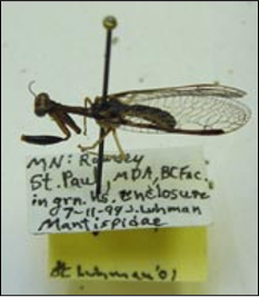 <p>Identify the insect, stage, and order</p>