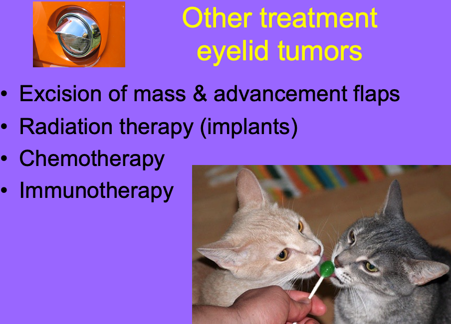 <p>Excision of mass and advancement flaps.</p><p>RT (implants).</p><p>Chemo.</p><p>Immunotherapy.</p>