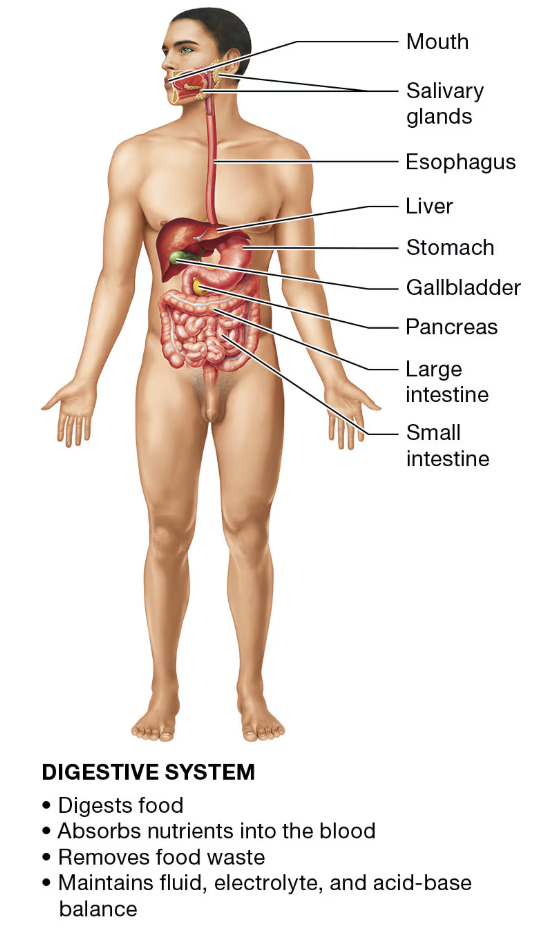 <p>DIGESTIVE SYSTEM</p>