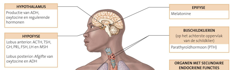 <p>= onder de hypothalumus hangen </p><p>voor en achterkwab: lobus anterior en lobus posterior</p>