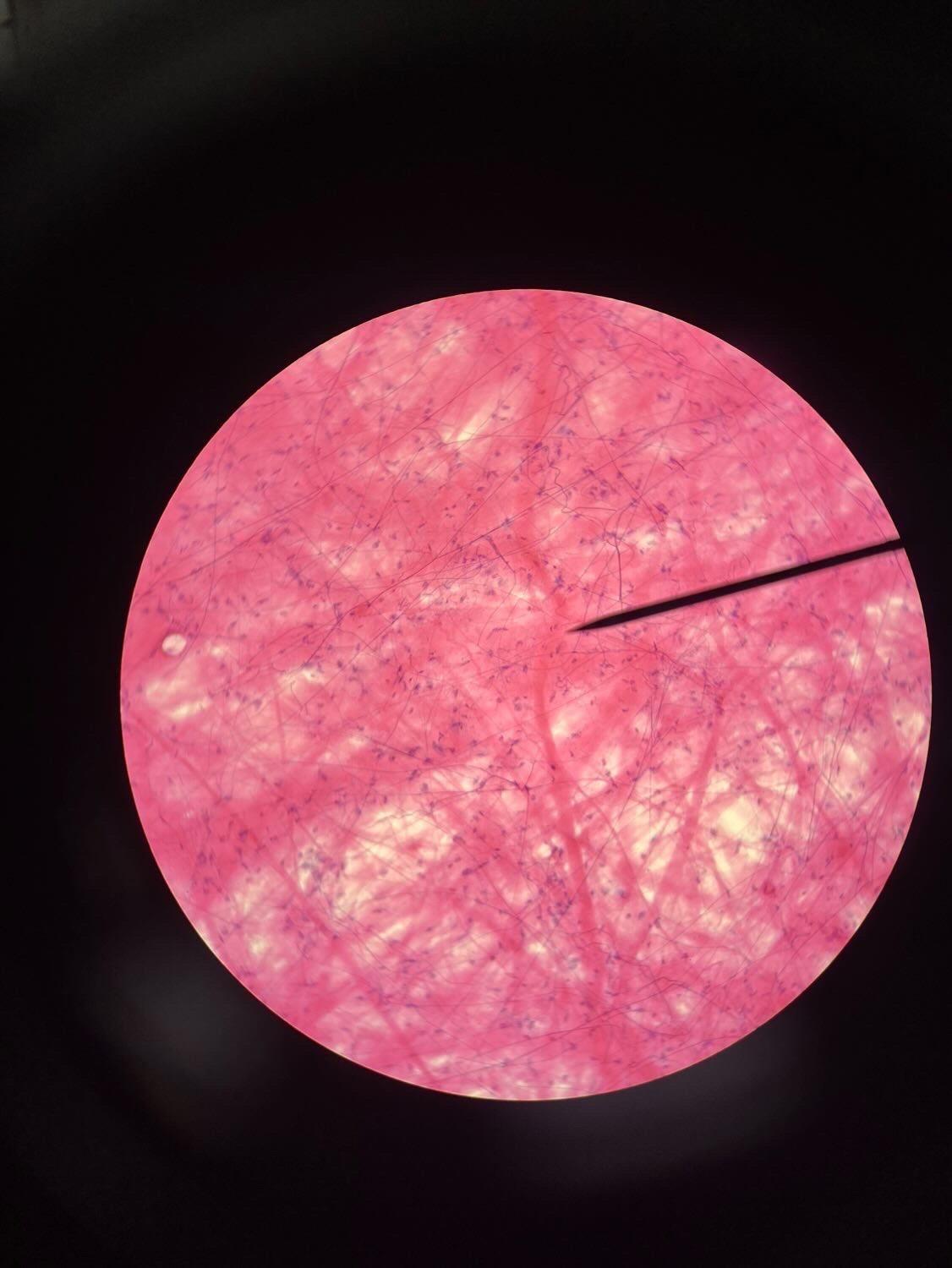 <p>Identify Tissue</p>