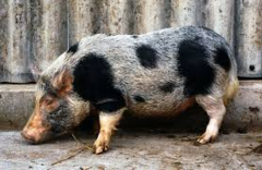 <p>welk ras is dit?</p>