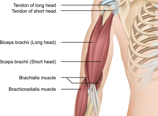 <p>Actions- flexion of forearm</p><p>Functional Groups- </p><ul><li><p>Agonist (prime mover)- primary driver of elbow flexion</p></li><li><p>Synergists- biceps brachii, <span style="background-color: transparent;">Brachioradialis</span></p></li><li><p>Antagonists- <span>triceps brachii</span> and <span>anconeus</span></p></li></ul><p></p>