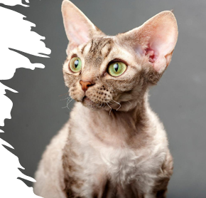 <p>Small to medium, curly coat, large ears, slender, playful, affectionate </p><p>10-15 years </p>