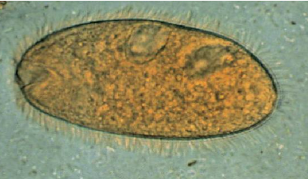 <p><span>mammals</span></p>