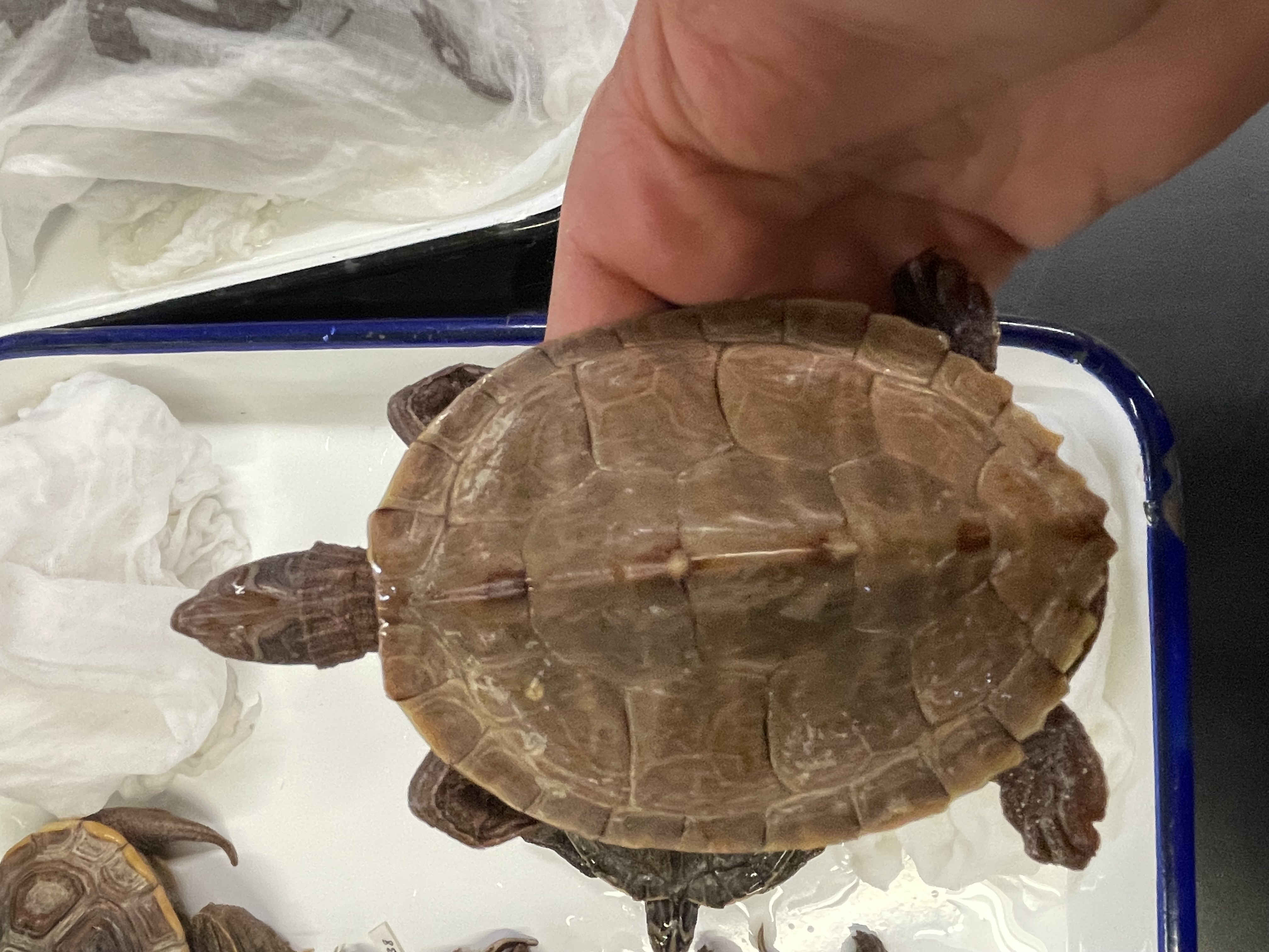 <p>Genus and species</p>