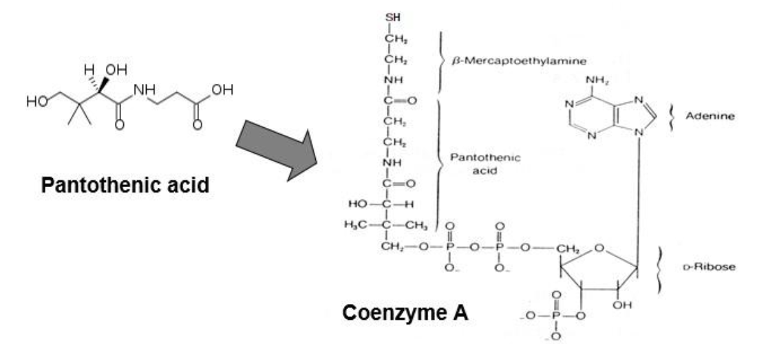 <p>1. <em>Coenzyme derivative</em>: Coenzyme A (CoA), and is part of the acyl carrier protein (ACP) of the fatty acid synthase complex</p><p class="p1">2. <em>Carrier of</em>: carbon chains (acyl groups)</p><p class="p1">3. Structure of pantothenic acid and coenzyme A (<strong><em>See figure below</em></strong>). Active site is a thiol group (-SH) that carries acyl compounds as activated thiol esters.</p><p class="p1">4. Examples of acyl compounds carried by coenzyme A</p><ul><li><p class="p1">acetyl CoA</p></li><li><p class="p1">succinyl CoA</p></li><li><p class="p1">fatty acyl CoA</p></li></ul><p class="p1">5. Deficiency: not well characterized; is very rare, and all reported are reversible with addition of pantothenate.</p><ul><li><p class="p1">For our purposes, no true deficiency has been characterized and therefore, opinions regarding DRI range widely.</p></li><li><p class="p1">The word pantothenate comes from the Greek and means “from everywhere”. Pantothenic acid is found ubiquitously in natural foods.</p></li><li><p class="p1">And it’s a good thing too because CoA is <strong>required for the metabolism of all fat, protein, and carboh</strong></p></li></ul><p></p>