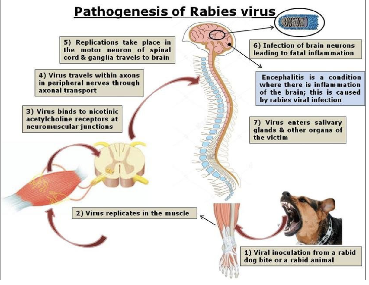 <p>virus enters/replicates in muscle; travels through neuromuscular junctions into peripheral nerves; travels to brain via spinal cord and ganglia; brain infection leads to inflammation (encephalitis); virus enters salivary glands &amp; other organs of host</p>