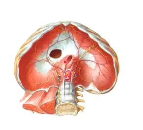 <ul><li><p>inferior vena cava</p></li><li><p>through the central tendon</p></li><li><p>T8</p></li></ul><p></p>