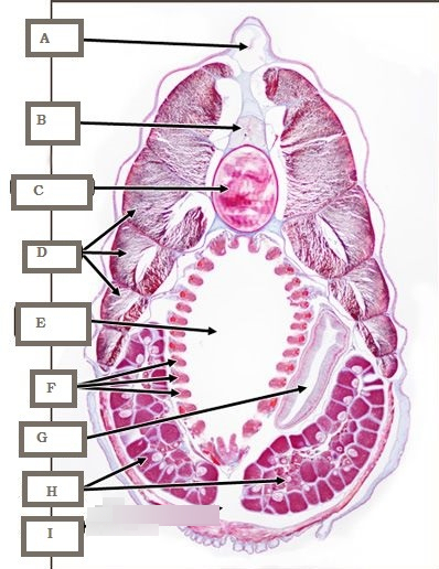 <p>What is A?</p>