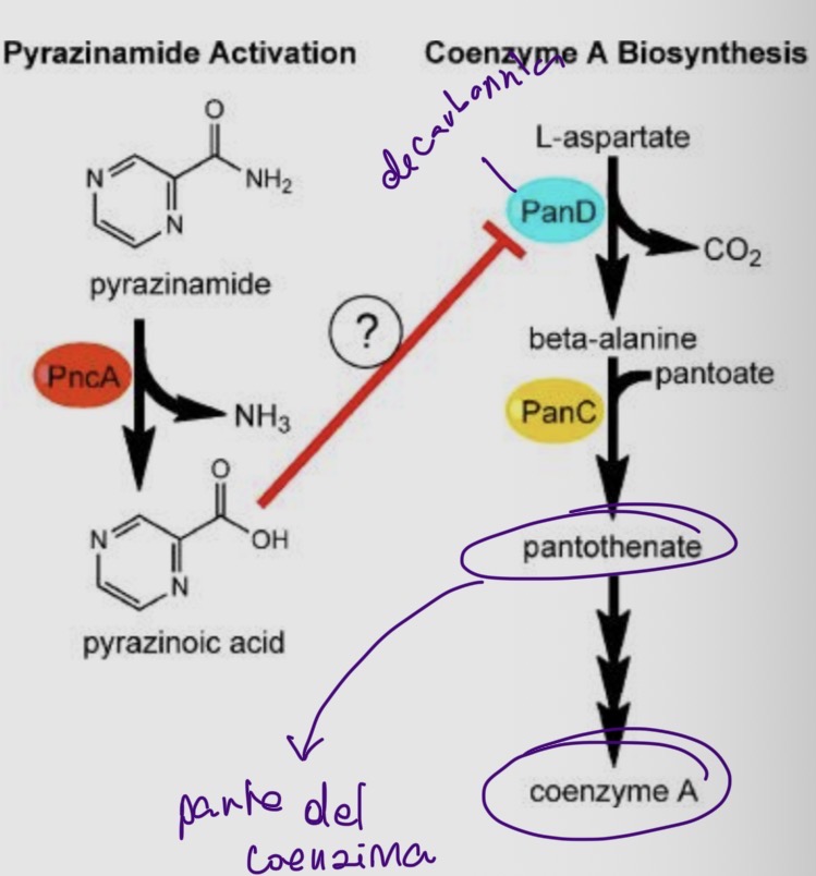<ul><li><p>acido pirazinoico inibisce la PanD</p><ul><li><p>coinvolto nel passaggio limitante la velocità della via biosintetica del CoA</p><ul><li><p>normalmente L-aspartato subisce decarbossilazione da parte di PanD</p><ul><li><p>genero beta alanina</p></li><li><p>trattamento PanC + pantoato</p></li><li><p>ottengo pantotenato</p></li><li><p>→ coenzima A</p></li></ul></li></ul></li></ul></li><li><p>mutazione PanD</p><ul><li><p>forma di resistenza del farmaco</p></li></ul></li></ul><p></p>