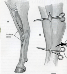 <p>Lateral digital extensor tendon transection</p>