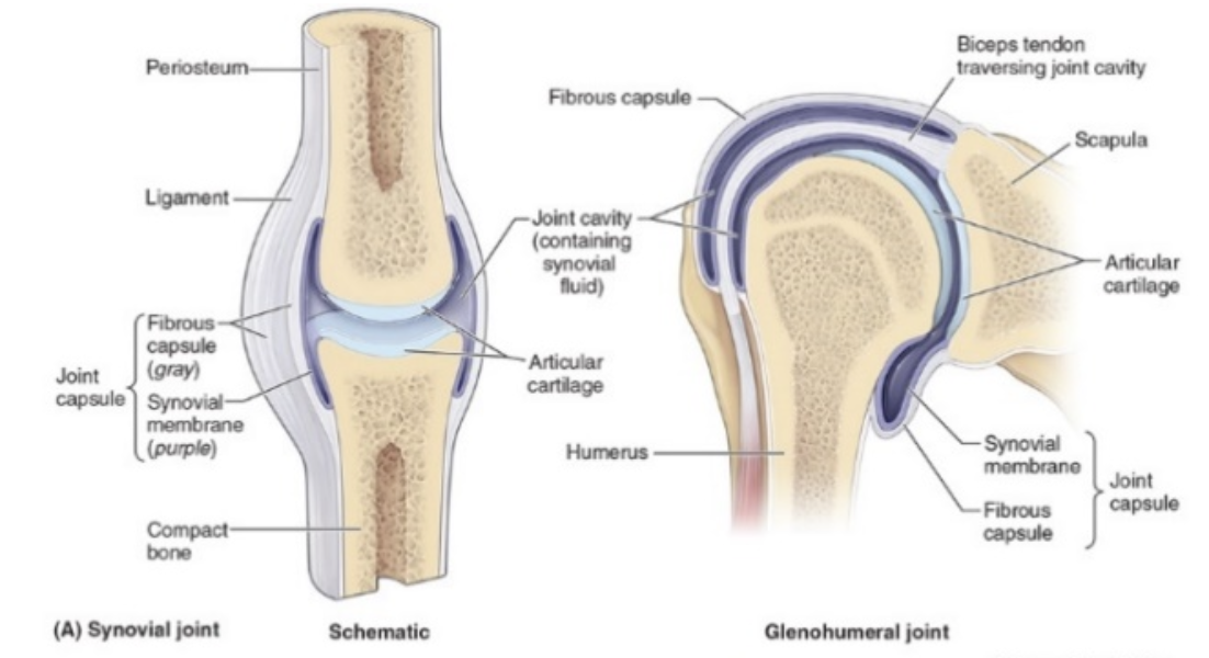 <ul><li><p>Most of the joints of the body are synovial joints </p></li><li><p>Bones are not physically connected to one another at all —> their cartilage-covered articulating surfaces are held apposed to one another by associated connective tissues and muscles </p></li><li><p>Synovial joints are highly movable joints</p></li></ul><p></p>