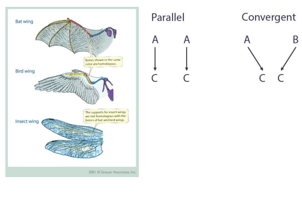 <p>Parallel Evolution</p>