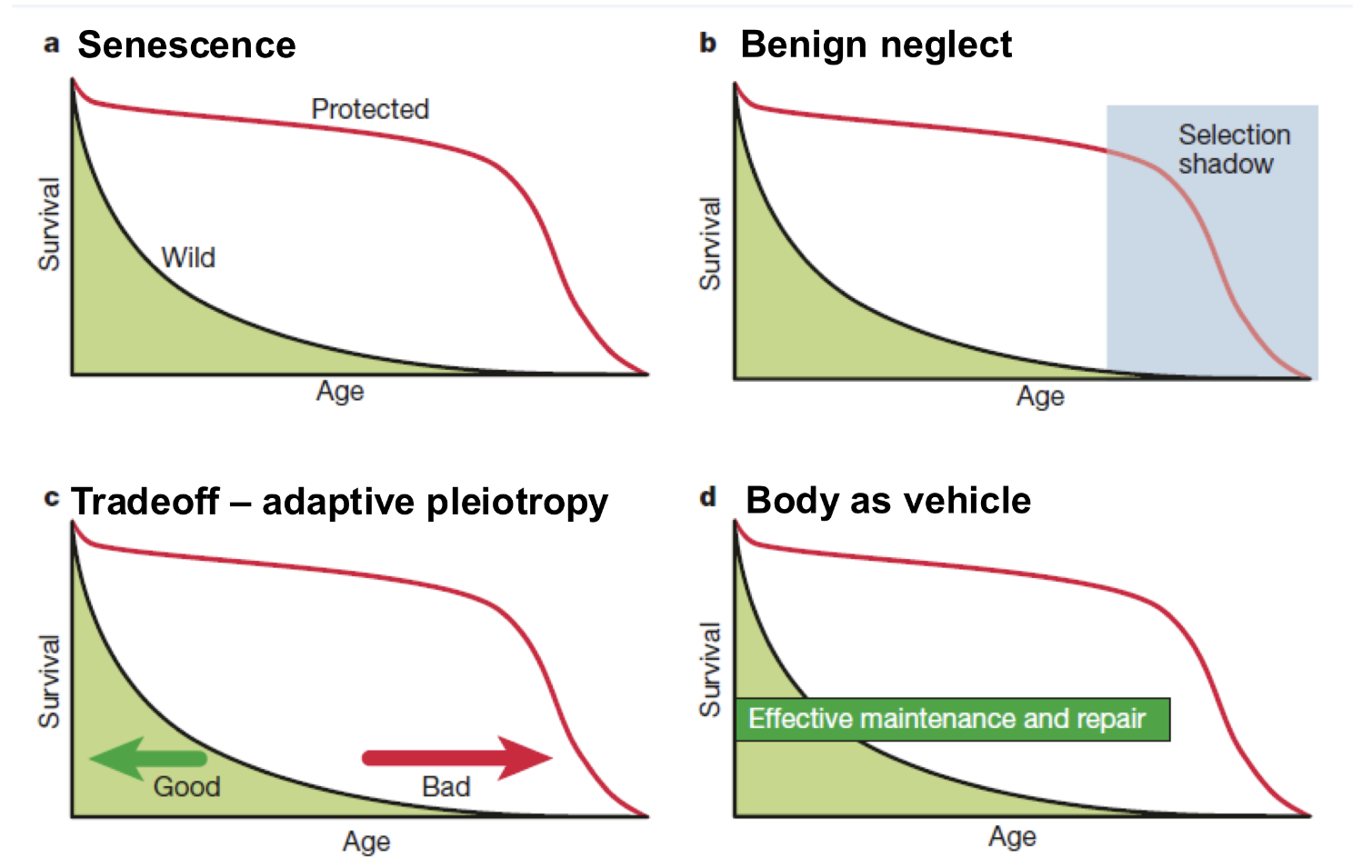<p>Goal of evolution is to pass on genetic material</p><ul><li><p>Fitness: the reproductive capability of an organism and its contribution to the gene pool </p></li><li><p>Germ (reproductive) cells are what matter —> the body (somatic) is just a vehicle</p></li><li><p><strong>Meiosis</strong>: process that produces 4 haploid (N) cells from a diploid cell (2n)</p></li><li><p>Allocation of energy/ resources towards reproductive, not maintenance of the body (DNA repair, radical oxygen species)</p></li></ul><p></p><p>Resource allocation: Decline of DNA repair —> more mutations —> aging —> accumulation of mutations, genomic arrangements —> de-regulation of transcription impaired stress response</p><p></p>