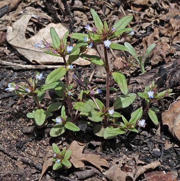 <p>Plantaginaceae</p>