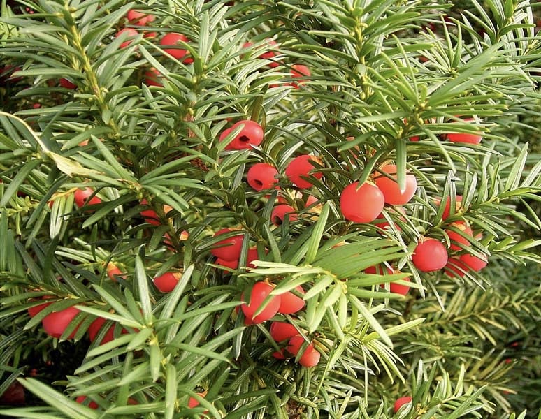 <p>زرنب یا سرو ترکستانی</p>