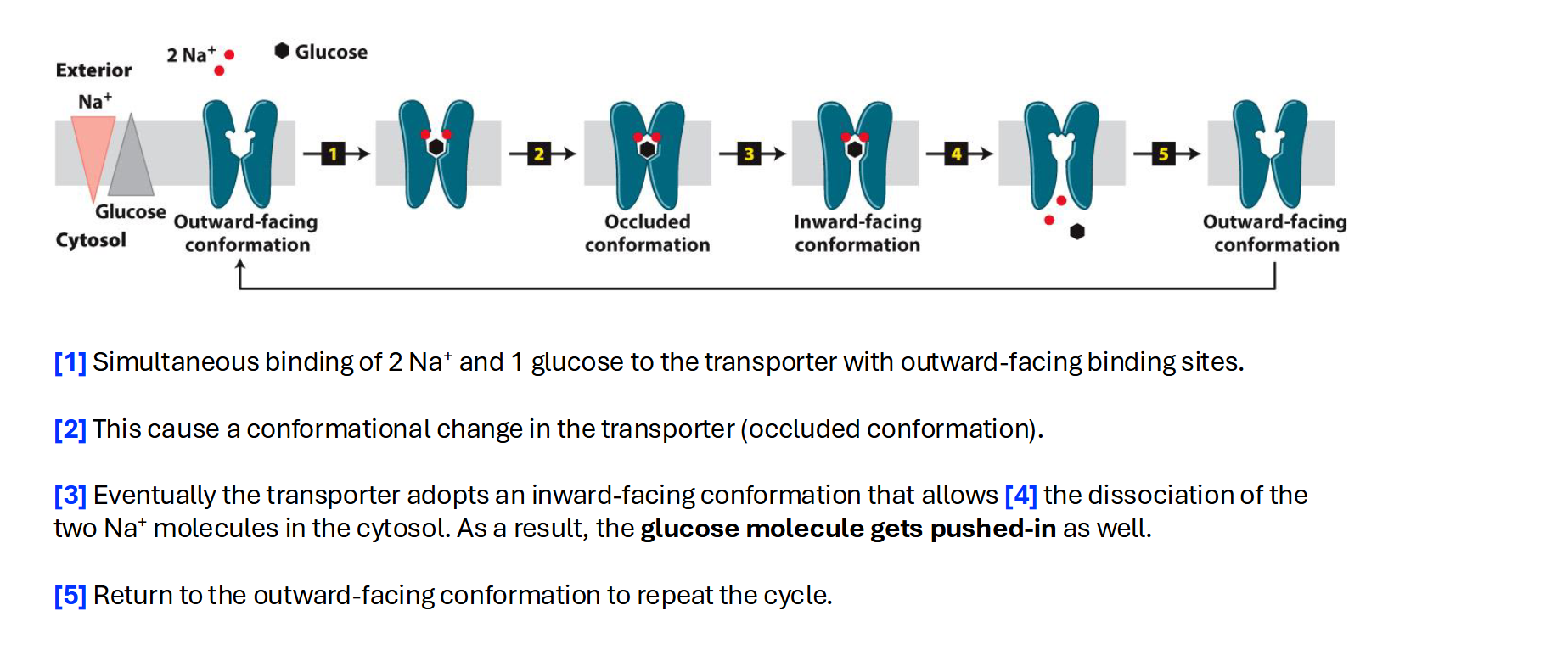 <p>A symport moves two different substances in the <strong>same direction</strong> at the same time.</p><ul><li><p><strong>Mechanism:</strong> Usually, one substance (like Sodium, <span>Na+</span>) moves <em>down</em> its concentration gradient, and the energy from that movement is used to "drag" a second substance (like Glucose) <em>against</em> its concentration gradient.</p></li><li><p><strong>Example from your slides:</strong> The <span><strong>Na+</strong></span><strong>-glucose symporter</strong>.</p></li></ul><p></p>
