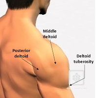 <p><strong>How to Palpate:</strong></p><p>• Follow muscle fibers from clavicle, acromion, and spine of scapula.</p><p></p><p>Confirm: Resist flexion (anterior), abduction (middle), extension (posterior).</p>