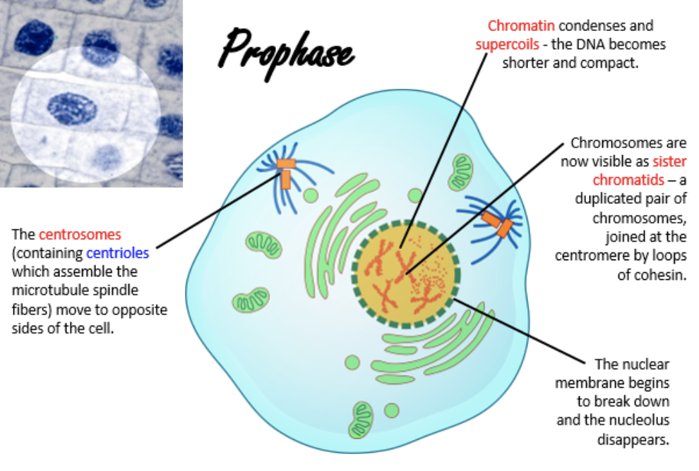 <ul><li><p>chromatin supercoils into chromosomes</p></li><li><p>chromosomes are now visible as sister chromatids</p></li><li><p>nuclear membrane begins to break down and the nucleolus disappears</p></li><li><p>centrosomes move to opposite sides of the cell</p></li></ul><p></p>