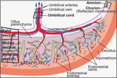 <p>circulation originates in the endometrial arterioles and blood is propelled into the intervillous space</p>