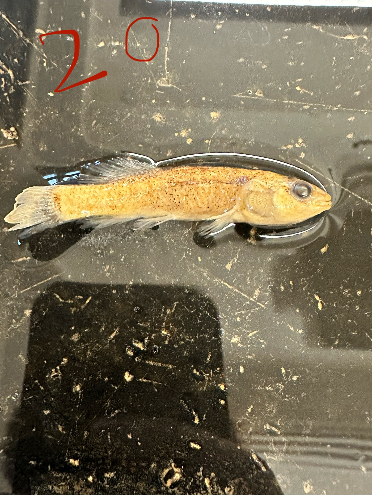 <p>Class: Actinopterygii</p><p>Order: Esociformes</p><p>Family: Umbridae </p><p>● Single dorsal fin positioned posteriorly</p><p>● Dark vertical bar on base of caudal fin</p><p>● Lateral line absent; large scales over the</p><p>head and body</p>