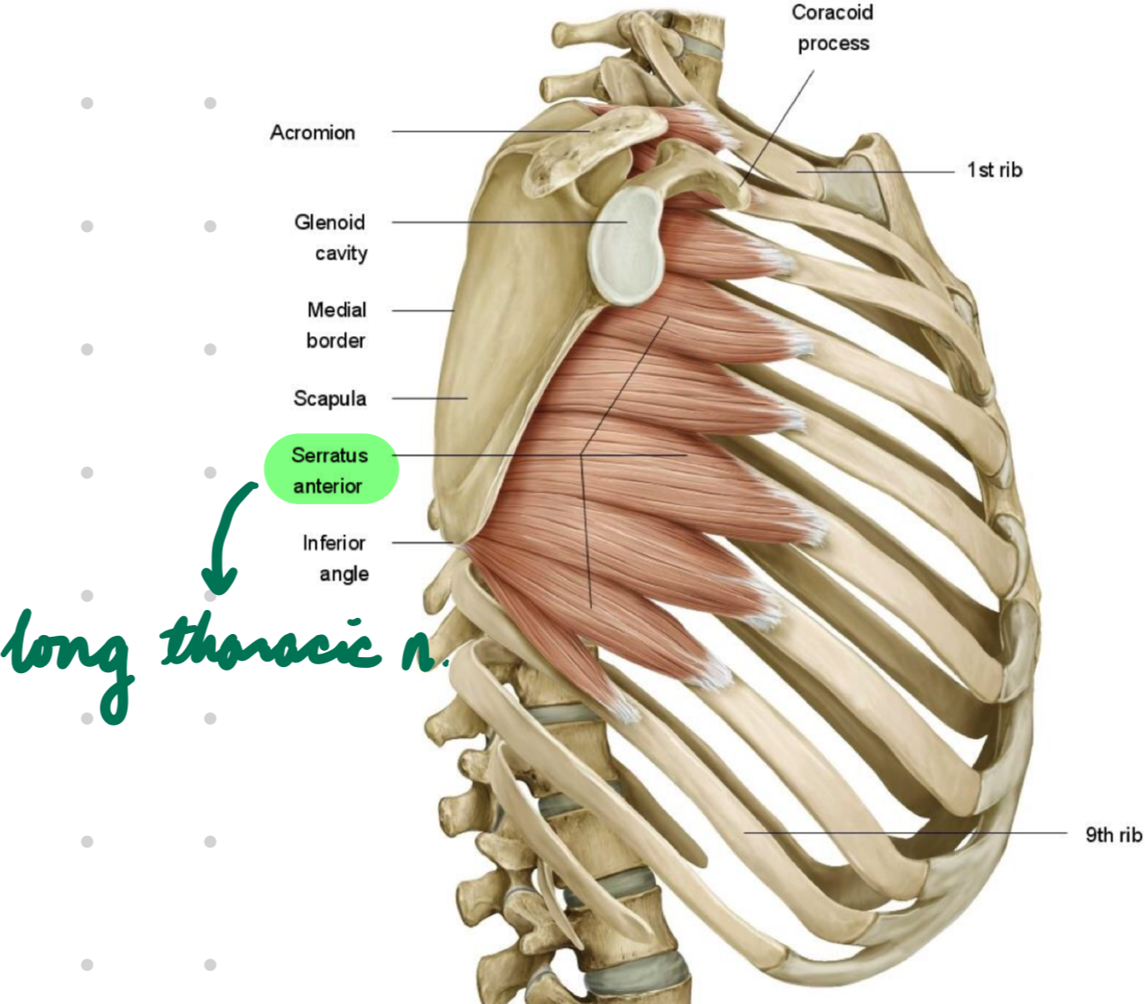 <p>Innervation: Long thoracic n.</p><p>Action:</p><ul><li><p>Scapular protraction</p></li><li><p>Shoulder upward rotation</p></li><li><p>Arm abduction > 100º</p></li></ul><p></p>