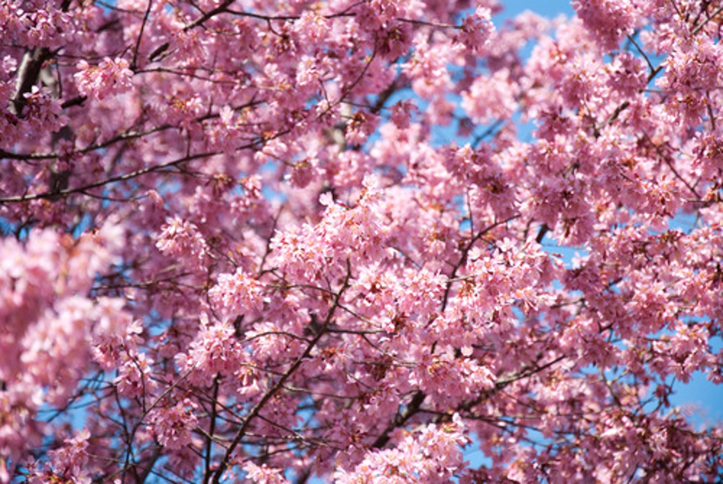 <p>fěn sè pink hồng 我喜欢 紫色 的 裙子</p>