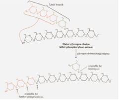 <p>- Cleaves the limit dextrins (the 2-4 linked and branching glucose molecules) → attaches them to the straight chain where they can be further processed by Glycogen Phosphorylase</p><p>- The remaining glucose molecule attached by α(1,6) is cleaved → creating a free glucose molecule</p>