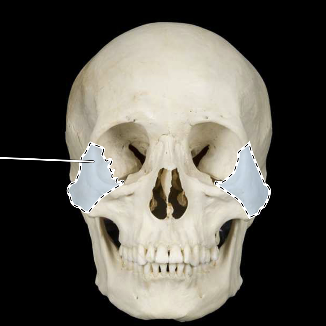 knowt flashcard image
