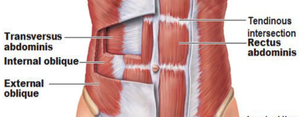 <p>Fibers run straight</p>