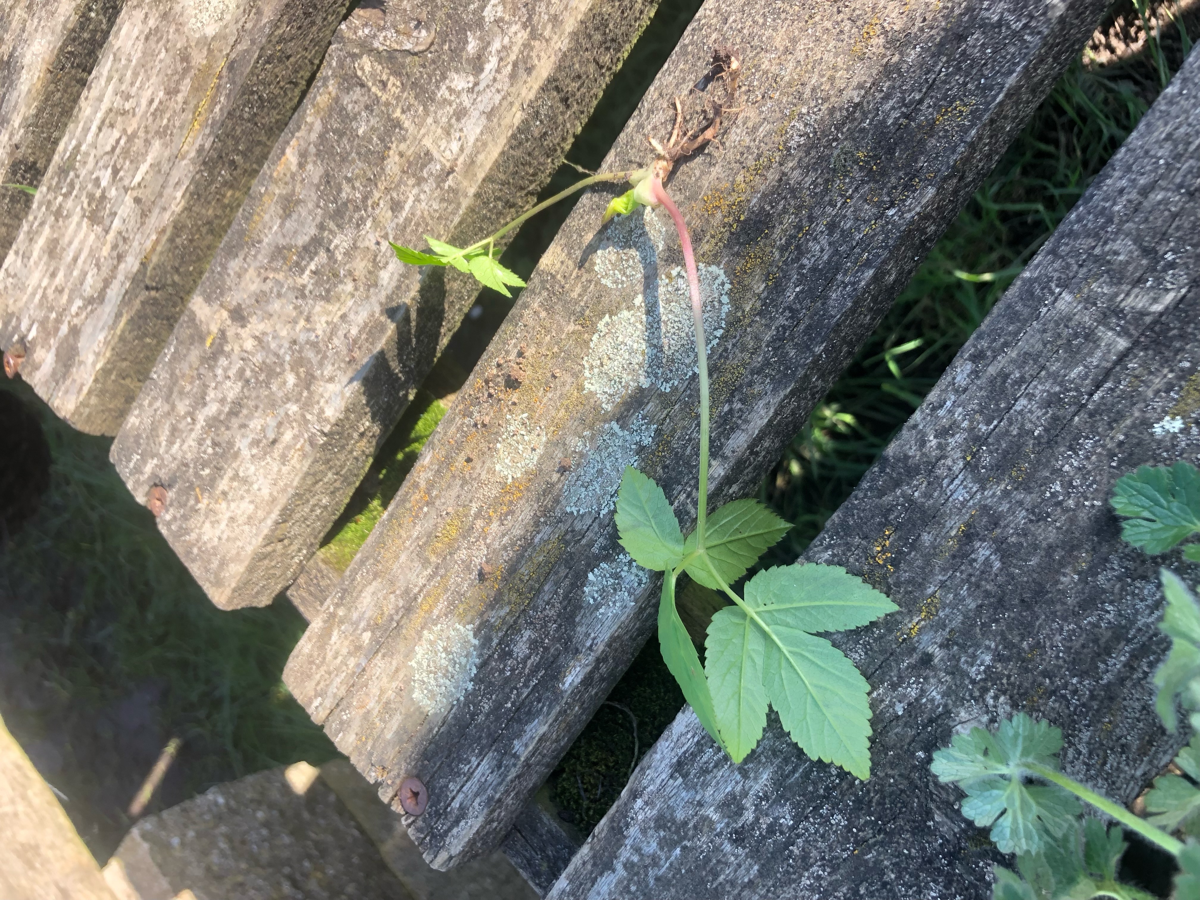 <p>Ground elder Latin name</p>