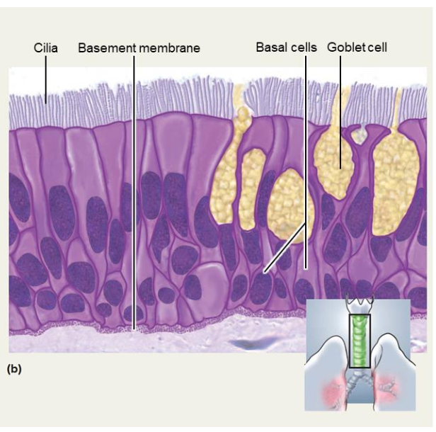 <p>• Type of simple epithelial tissue</p><p>• Single layer of tall cells that looks multi-layered</p><p class="p1">• Lines respiratory tract</p>