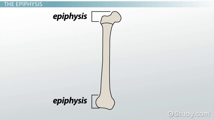 <p>large prominences at ends of bone</p><p><br></p>