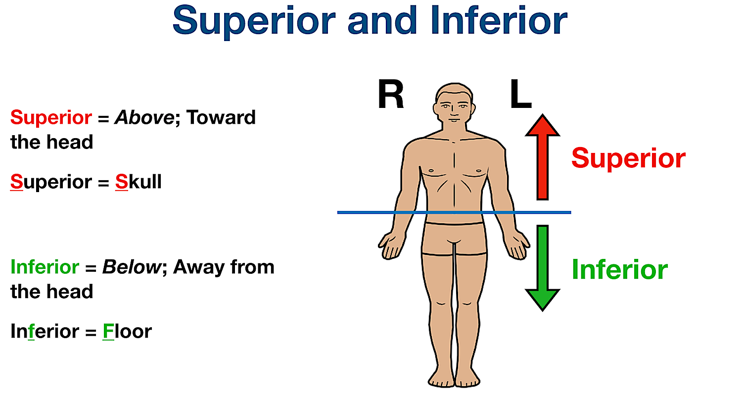 <p><strong>Superior</strong></p>