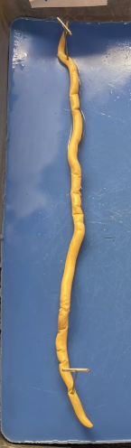 <p>What is this? What phylum?</p>