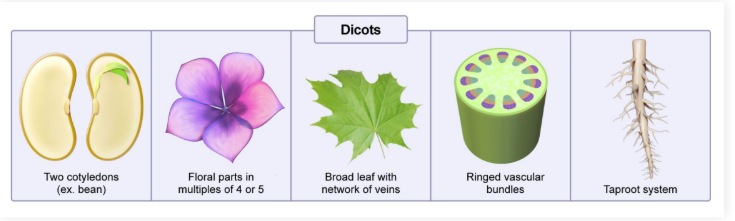 <ul><li><p>Two cotyledons</p></li><li><p>Floral parts in multiples of 4 or 5</p></li><li><p>Broad leaf with network of veins</p></li><li><p>Vascular bundles in a ring</p></li><li><p><strong>Single taproot </strong>with branching</p></li></ul><p></p>