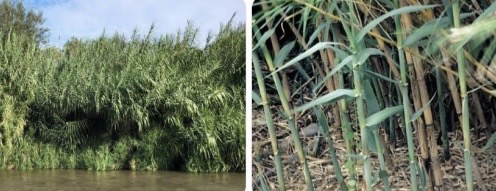 <p><em>Giant Reed</em></p>