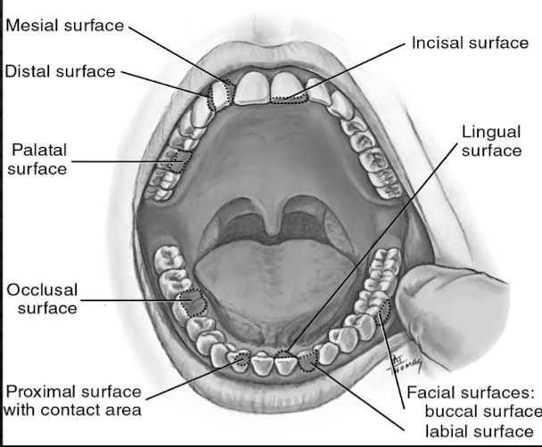 <p>mesial and distal</p>