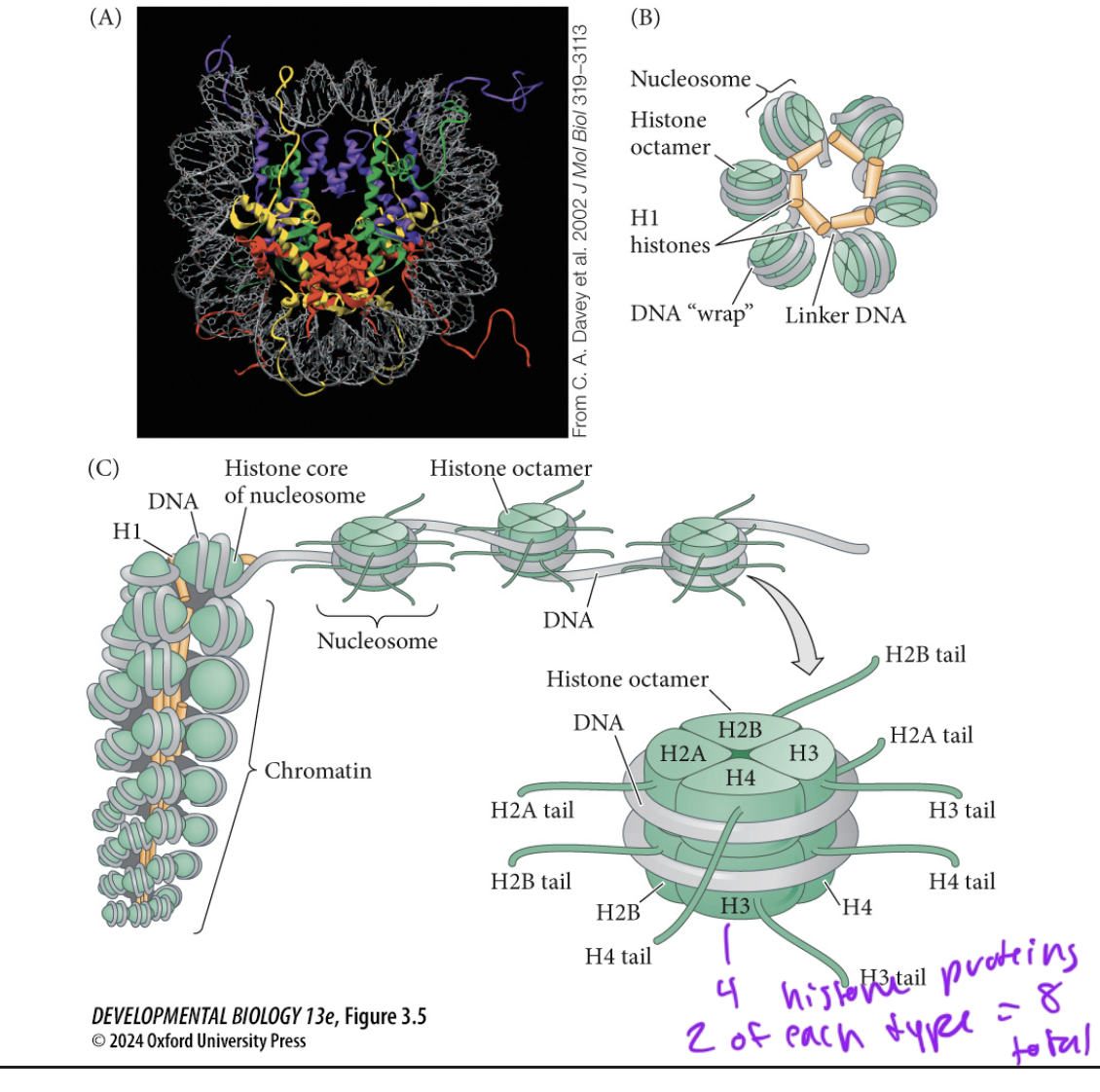 <p>proteins that help organize chromatin</p><ul><li><p>nucleosomes contain 2 of each of the 4 types of histone proteins, to form a 8 protein total complex/octamer</p></li></ul><p></p>