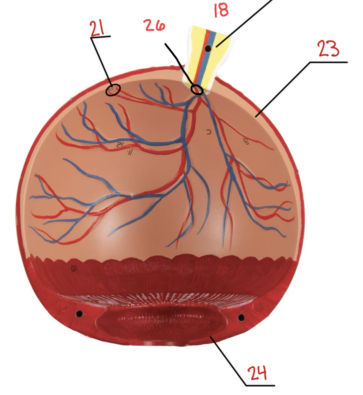 <p>24</p>