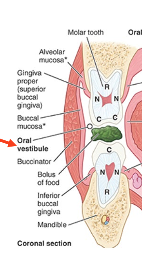 <ul><li><p>slit-like space between teeth and gingivae (gums) and lips and cheeks</p></li></ul><p></p>