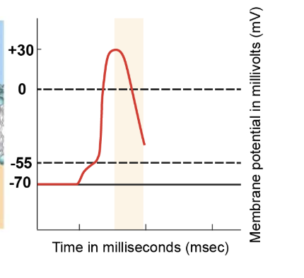 <p>As the membrane potential reaches its peak positive value, inactivation gates of voltage-gated sodium channels close. Simultaneously, voltage-gated potassium channels start opening. These channels, though slower to open, permit potassium ions to exit the cell. The efflux of positively charged potassium ions initiates repolarisation, causing the membrane potential to become more negative. </p>