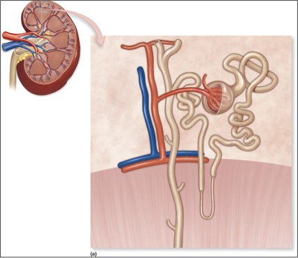 <p>nephrons</p>