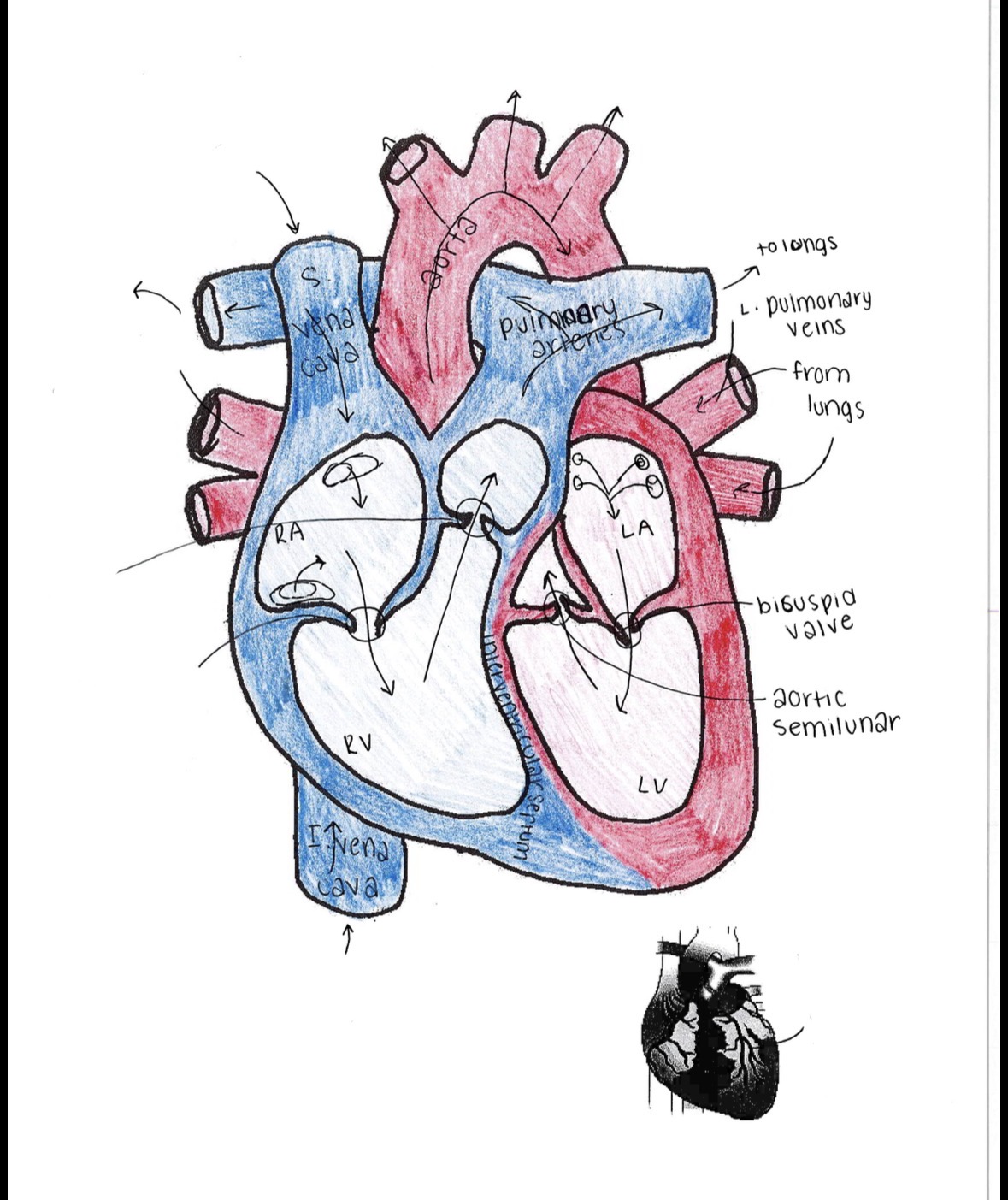 <p><strong>Where the left pulmonary veins are located and where it goes?</strong></p>