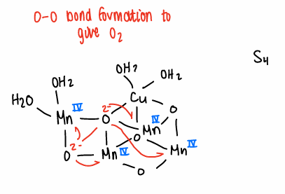 <p>On addition of hv, there is a sequential increase in O.S. of the Mn ions.</p><p>O-O bond formation occurs to give O<sub>2</sub>.</p>