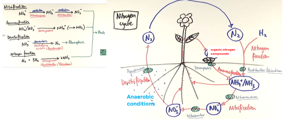 <p>nitrogen cycle</p><p>[tip for remembering whats absorbed by plant: everything on the right except N<sub>2 .</sub></p><p>nitrate→ ate= food]</p>