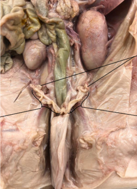 <p>Where are the uterine horns and what do they do?</p>