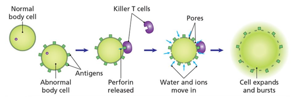 <ul><li><p>perforin</p></li><li><p>it forms pores in the membrane of the pathogenic cell, allowing water and ions to flow into it, causing it to swell and burst</p></li></ul><p></p>